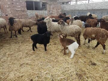 Фотографии Гостевой дом FarmStay Makeevka г. Каракол (Киргизия) №3 Фото Гостевой дом FarmStay Makeevka г. Каракол 3